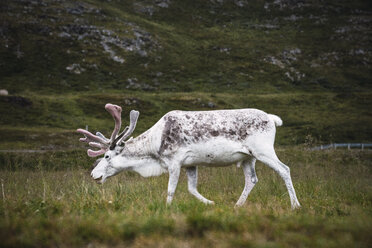 Norwegen, Lappland, Männliches Rentier beim Grasen - KKAF02306