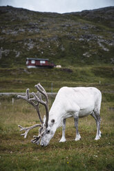 Norwegen, Lappland, Männliches Rentier beim Grasen - KKAF02307