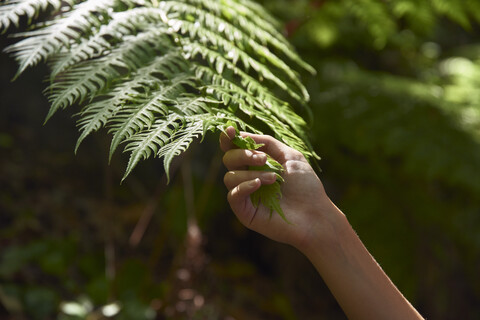Spanien, Kanarische Inseln, La Palma, Nahaufnahme einer Hand, die ein grünes Waldfarnblatt berührt, lizenzfreies Stockfoto