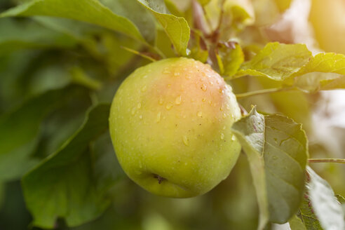 Deutschland, Apfel im Baum - JUNF01355