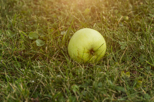 Apfel auf der Wiese - JUNF01357