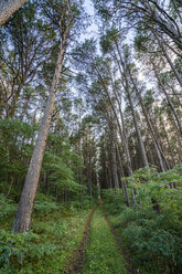 Forest in Latvia - KKAF02346