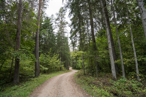 Wald in Lettland, lizenzfreies Stockfoto