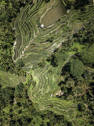 Indonesien, Bali, Ubud, Tegalalang, Luftaufnahme von Reisfeldern, Terrassenfelder - KNTF01904