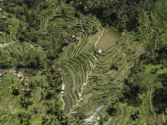 Indonesia, Bali, Ubud, Tegalalang, Aerial view of rice fields, terraced fields - KNTF01905