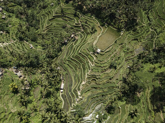 Indonesien, Bali, Ubud, Tegalalang, Luftaufnahme von Reisfeldern, Terrassenfelder - KNTF01905