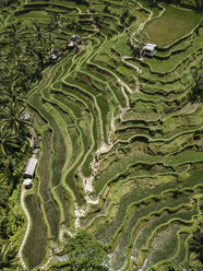 Indonesien, Bali, Ubud, Tegalalang, Luftaufnahme von Reisfeldern, Terrassenfelder - KNTF01906