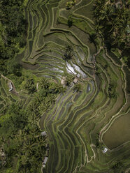 Indonesien, Bali, Ubud, Tegalalang, Luftaufnahme von Reisfeldern, Terrassenfelder - KNTF01908