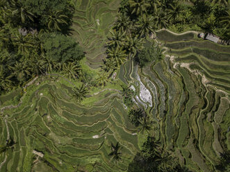 Indonesien, Bali, Ubud, Tegalalang, Luftaufnahme von Reisfeldern, Terrassenfelder - KNTF01909