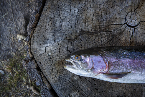 Tote Regenbogenforelle Oncorhynchus mykiss auf einem Baumstumpf liegend, Colorado, USA - AURF07641