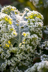 Kale leaf with frost - AURF07643