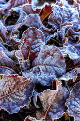 Lettuce with frost - AURF07644