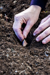 Gardeners hands planting garlic cloves - AURF07646