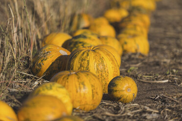 Yellow pumpkins on a field - ASCF00887