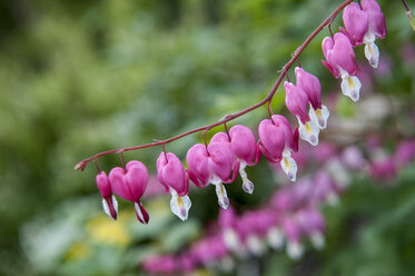 Nahaufnahme eines Stängels mit blühendem Lamprocapnos spectabilis-Blütenherz, Birmingham, Alabama, USA - AURF07678