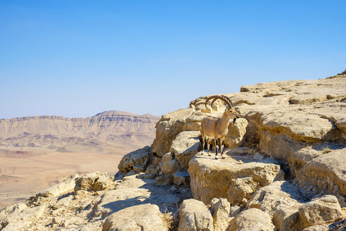 Nubischer Steinbock (Capra nubiana) in der Negev-Wüste, Mitzpe Ramon, Südlicher Bezirk, Israel - AURF07689