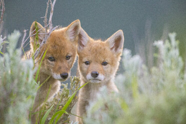 Porträt von zwei Kojotenwelpen, die sich im Gras verstecken und in die Kamera schauen, Jackson Hole, Wyoming, USA - AURF07695