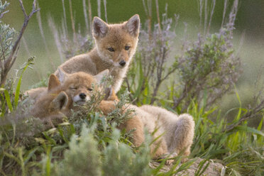 Drei Kojotenwelpen ruhen sich im Gras aus, Jackson Hole, Wyoming, USA - AURF07696