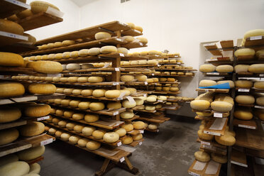 Ageing room where hard cheeses are stored to mature - CUF44065