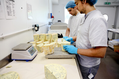 Käsereien schneiden Blöcke von blauem Stilton, um sie zu verpacken und an Großhändler zu versenden, lizenzfreies Stockfoto