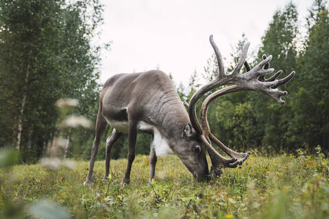 Finnland, Lappland, weidende Rentiere in ländlicher Umgebung, lizenzfreies Stockfoto
