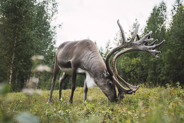 Finnland, Lappland, weidende Rentiere in ländlicher Umgebung - KKAF02390