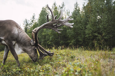 Finland, Lapland, reindeer grazing in rural landscape - KKAF02391
