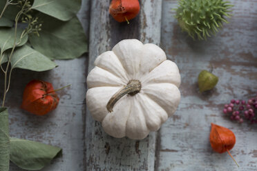 Autumnal decoration with white decorative gourd, Chinese lanterns, and leaves - JUNF01373