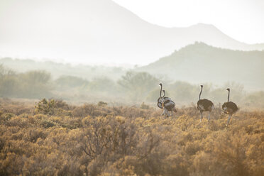 South Africa, Rooiberg, - ZEF16028