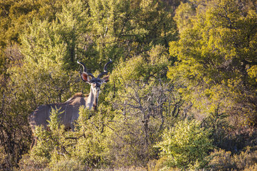 South Africa, Rooiberg, Greater kudu, Tragelaphus strepsiceros - ZEF16029