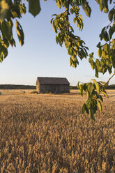 Scheune auf einem Feld zur Erntezeit - ASCF00891