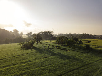Indonesien, Bali, Ubud, Luftaufnahme von Reisfeldern - KNTF01976