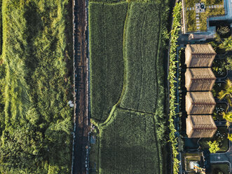 Indonesia, Bali, Ubud, Aerial view of rice fields - KNTF01977