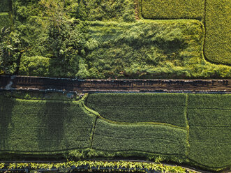 Indonesien, Bali, Ubud, Luftaufnahme von Reisfeldern - KNTF01978