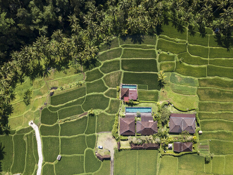 Indonesien, Bali, Ubud, Luftaufnahme von Reisfeldern, lizenzfreies Stockfoto