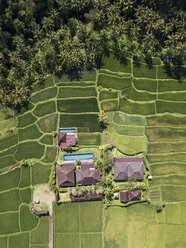 Indonesia, Bali, Ubud, Aerial view of rice fields - KNTF02003