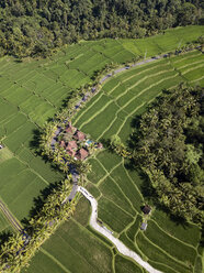 Indonesia, Bali, Ubud, Aerial view of rice fields - KNTF02004