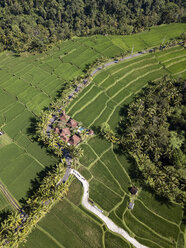 Indonesien, Bali, Ubud, Luftaufnahme von Reisfeldern - KNTF02004