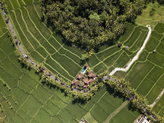 Indonesien, Bali, Ubud, Luftaufnahme von Reisfeldern - KNTF02006