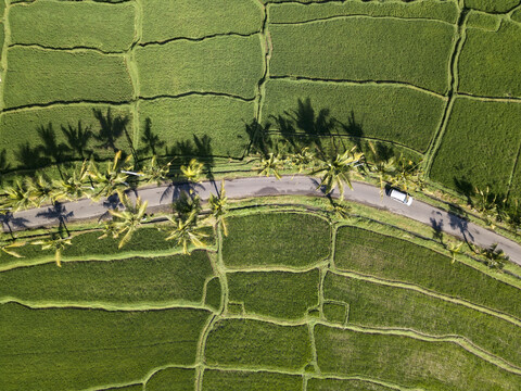 Indonesien, Bali, Ubud, Luftaufnahme von Reisfeldern, lizenzfreies Stockfoto