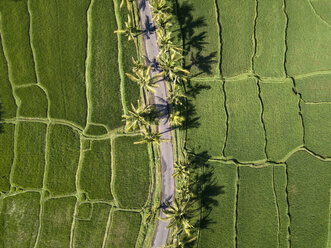 Indonesien, Bali, Ubud, Luftaufnahme von Reisfeldern - KNTF02008