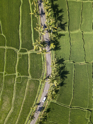 Indonesien, Bali, Ubud, Luftaufnahme von Reisfeldern, lizenzfreies Stockfoto