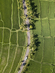 Indonesien, Bali, Ubud, Luftaufnahme von Reisfeldern - KNTF02009