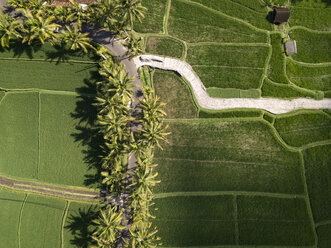 Indonesia, Bali, Ubud, Aerial view of rice fields - KNTF02014