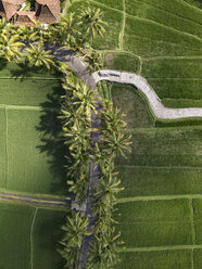 Indonesia, Bali, Ubud, Aerial view of rice fields - KNTF02015
