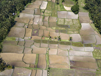 Indonesien, Bali, Ubud, Luftaufnahme von Reisfeldern - KNTF02023