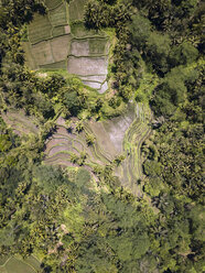 Indonesien, Bali, Ubud, Luftaufnahme von Reisfeldern - KNTF02026
