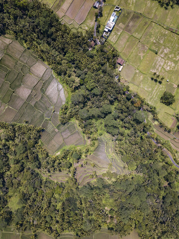 Indonesien, Bali, Ubud, Luftaufnahme von Reisfeldern, lizenzfreies Stockfoto