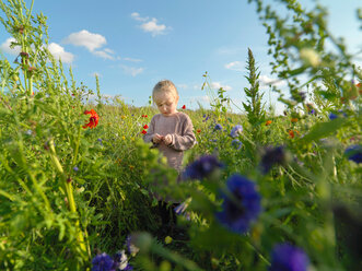 Child in wildflower field, Copenhagen, Hovedstaden, Denmark - CUF44236