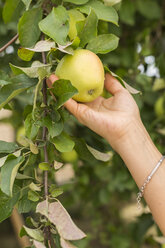 Hand pflückt Apfel vom Baum - JUNF01450